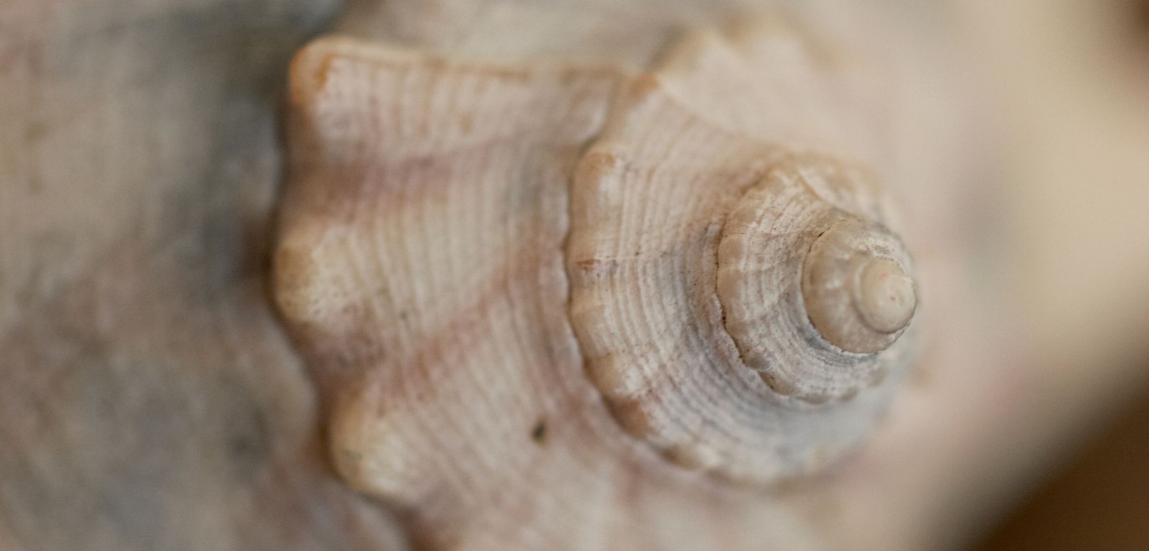 Featured image for “Remembering Grand Time ~ a poem in For the Wild”